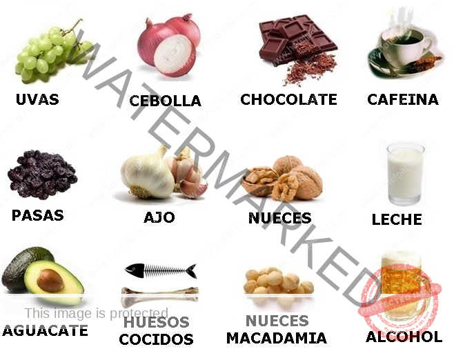 alimentos que los perros no deben comer